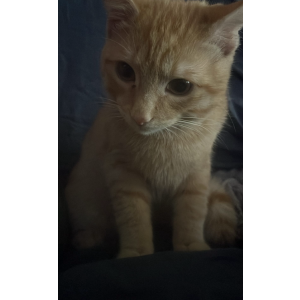 Lost Cat Ginger