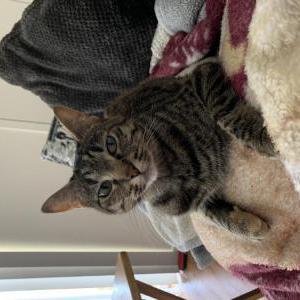 Lost Cat Lola