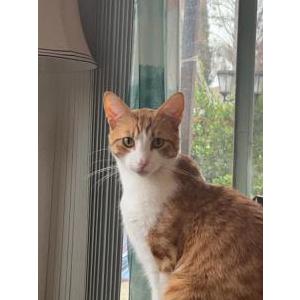 Lost Cat Ollie