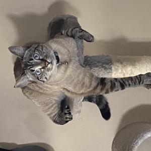 Image of Goose, Lost Cat