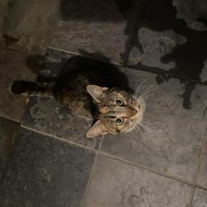 Found Cat Unknown