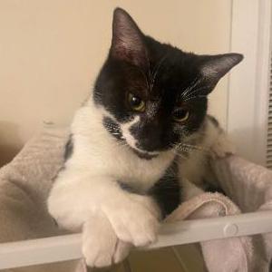 Lost Cat Odie