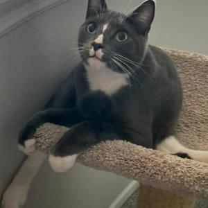 Lost Cat O’Brady