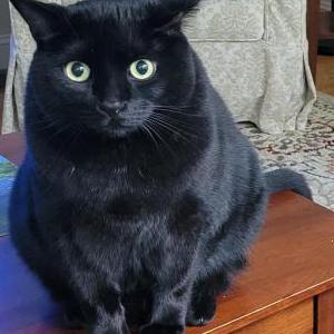 Lost Cat Blackie