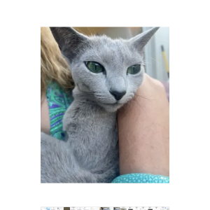Lost Cat Serene