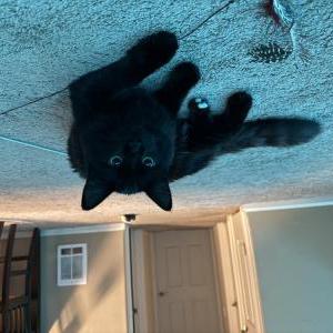 Lost Cat Zane