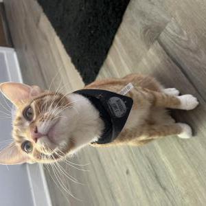 Lost Cat Zuko