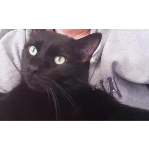 Image of Purcy, Lost Cat