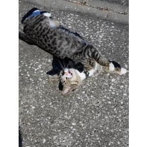 Lost Cat Ally