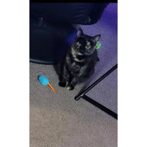 Lost Cat Phoenix