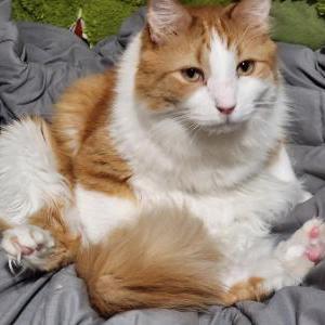 Lost Cat Auri-El