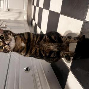 Lost Cat Alice