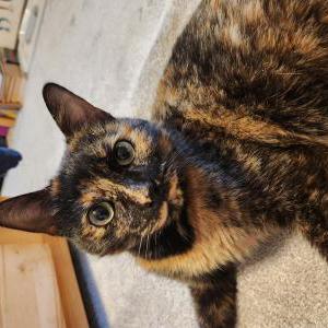 Image of Unknown, Found Cat