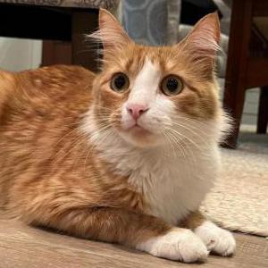 Lost Cat Romeu