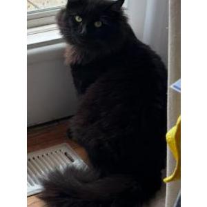 Lost Cat Seti