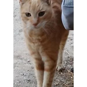 Found Cat unknown