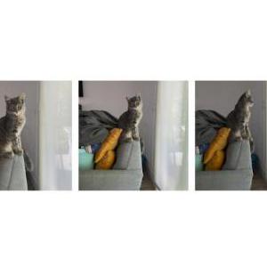 Lost Cat Chub-Chub