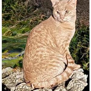 Lost Cat King