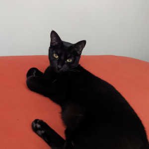 Lost Cat Sabbath