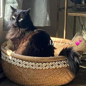 Image of Aja, Lost Cat