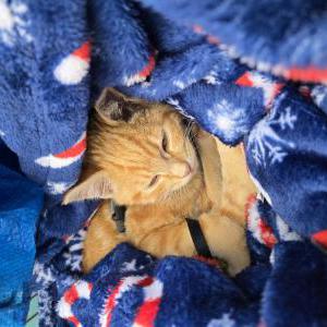 Lost Cat Oden