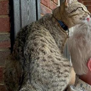 Lost Cat Skittle