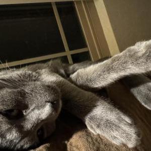 Image of Tigger, Lost Cat