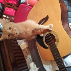 Lost Cat Ali