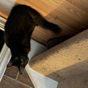 Lost Cat Bonnie