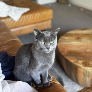 Lost Cat ATTICUS