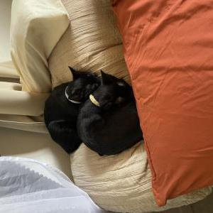 Lost Cat Nico