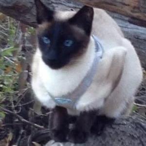 Lost Cat Blu