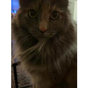 Lost Cat Cricket