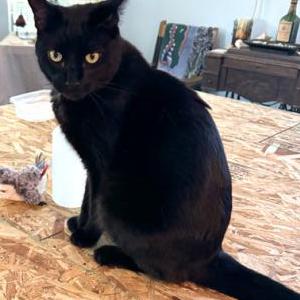 Lost Cat Kitty Boo
