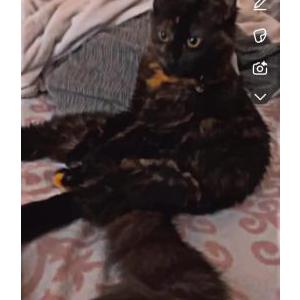 Found Cat Sakura