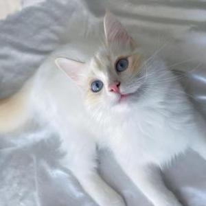 Lost Cat Eggnog