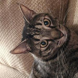 Lost Cat Morty