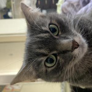Lost Cat Grizzy