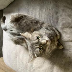 2nd Image of Grizzy, Lost Cat