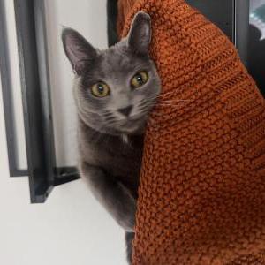 Lost Cat Willow
