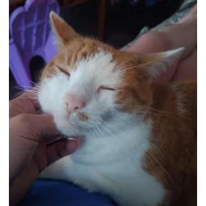 Lost Cat Pumpkin