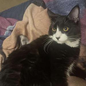 Image of Max, Lost Cat