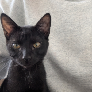 Lost Cat Ferris
