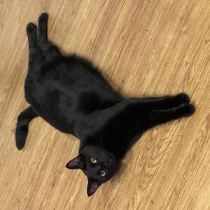 Lost Cat Soy Sauce