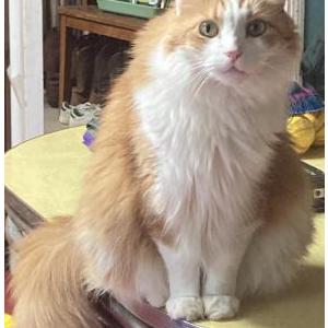 Lost Cat Lou