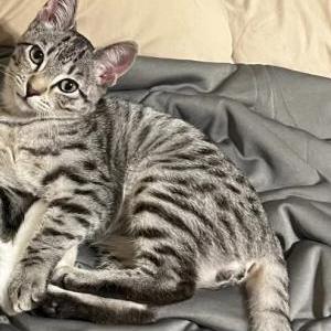 Lost Cat Cash