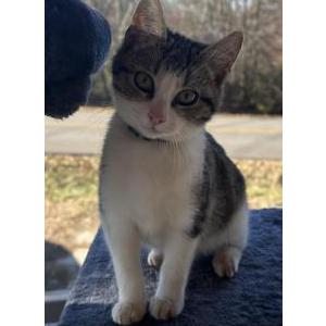 Lost Cat Fabian