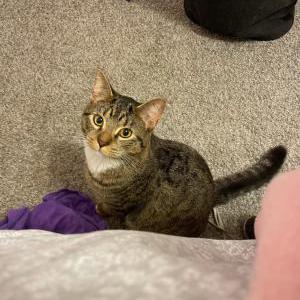 Lost Cat Leo