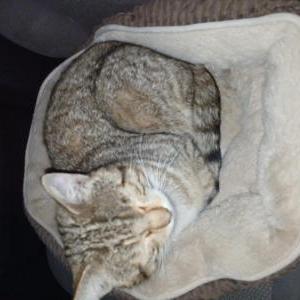 Found Cat Unknown