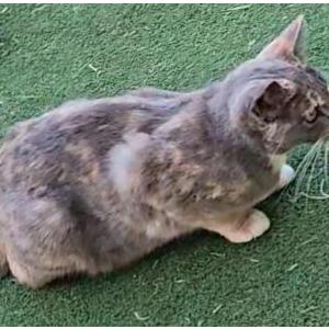 Lost Cat Grey Grey